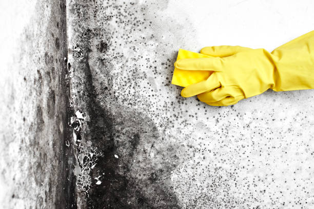 Best Black Mold Removal  in Oswego, IL