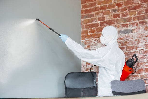 Best Black Mold Removal  in Oswego, IL