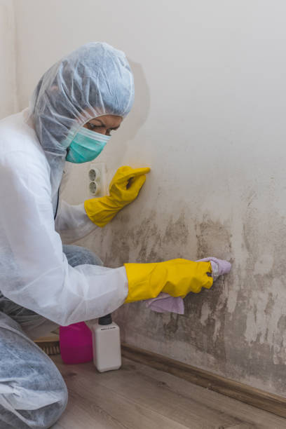 Best Industrial Mold Remediation  in Oswego, IL
