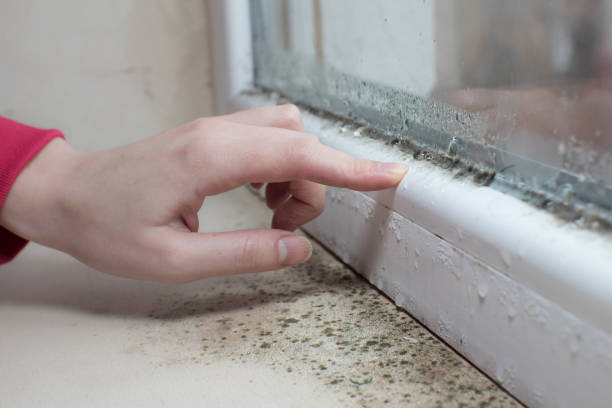 Best Mold Odor Removal Services  in Oswego, IL