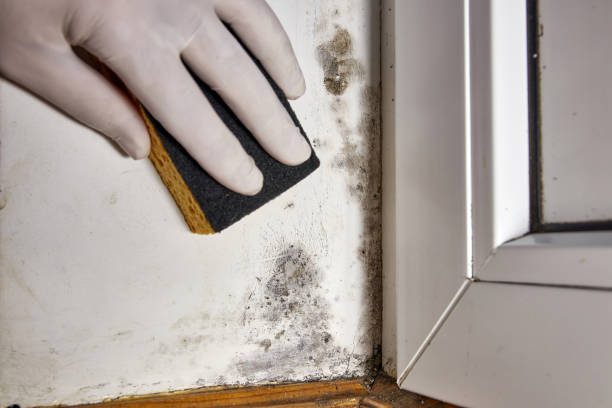 Best Commercial Mold Inspection  in Oswego, IL